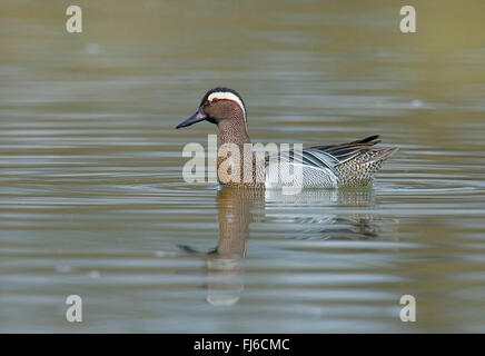 Garganey (Anas Querquedula), Männlich, Österreich, Burgenland, Nationalpark Neusiedler See schwimmen Stockfoto