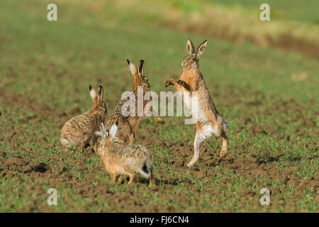 Feldhase, Feldhasen (Lepus Europaeus), Männchen im Kampf während der Paarungszeit, Österreich, Burgenland Stockfoto