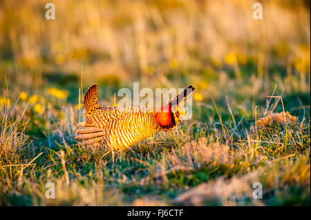 Geringerem Prairie Chicken männlich in Balz, Oakley Kansas. Stockfoto