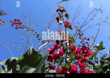 Ich fotografierte diesen seltenen, lila Farbe Bougainvillea Busch in hellen sonnigen Tag im Februar. Stockfoto