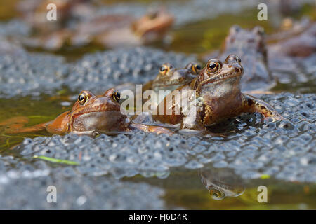 Grasfrosch, Grasfrosch (Rana Temporaria), sitzen im Wasser mit Eiern, Österreich, Burgenland, Neusiedler See-Nationalpark Stockfoto