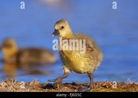 Graugans (Anser Anser), Gans Küken zu Fuß an der Küste, Österreich, Burgenland, Neusiedler See-Nationalpark Stockfoto