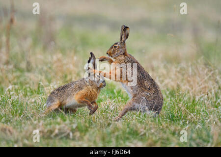 Feldhase, Feldhasen (Lepus Europaeus), zwei Männer im Kampf während der Paarungszeit, Österreich, Burgenland Stockfoto