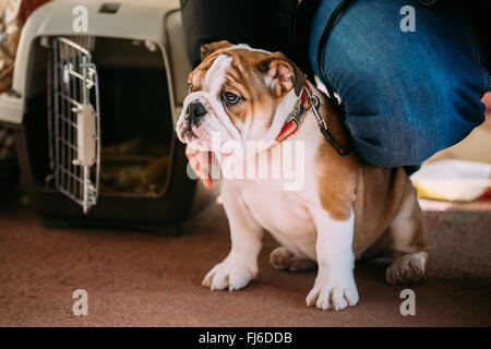 Junge weiße englische Bulldogge Hund Welpen sitzen im Boden Stockfoto