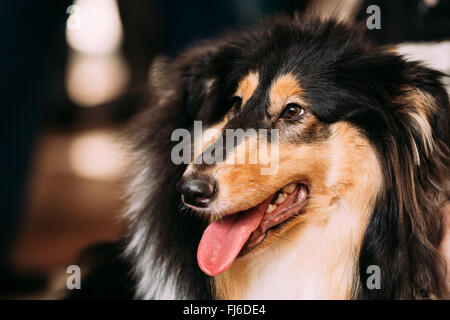 Nahaufnahme der junge Shetland Sheepdog, Sheltie, Collie Hund. Stockfoto