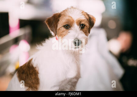 Young Rough Coated Jack Russell Terrier Hund hautnah. Kleine terrier Stockfoto