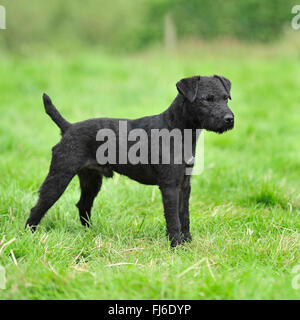schwarzen Patterdale terrier Stockfoto