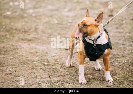 Lustiger braun Bullterrier Hund Portrait im Freien. Andere Namen - Bully, der weiße Kavalier, Gladiator und English Bull Terrier. Stockfoto