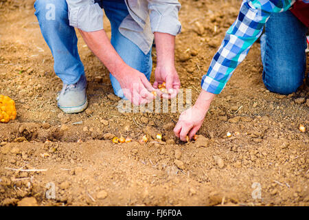 Nahaufnahme von unkenntlich älteres paar Pflanzen der Zwiebeln in Zeile Stockfoto