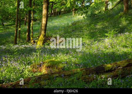 Sonnendurchflutetes Glockenblumen in einer Waldlichtung in der Nähe von Grasmere, Lake District, England Stockfoto