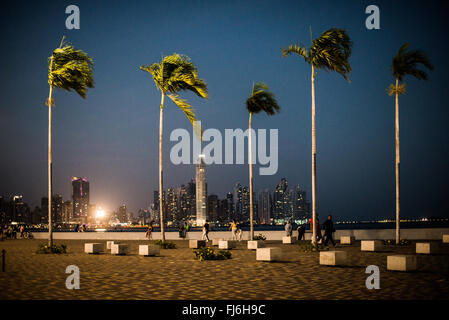 PANAMA-STADT, Panama – hohe Palmen stehen aufrecht an der renovierten Uferpromenade von Panama-Stadt, Panama, in der Panama-Bucht, mit den Lichtern von Punta Paitilla im Hintergrund. Stockfoto