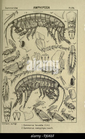 Eine detaillierte Untersuchung und Darstellung verschiedener in Norwegen gefundener Krebstiere mit Schwerpunkt auf Arten aus den Meeresökosystemen und den nördlichen Gewässern der Region. Stockfoto