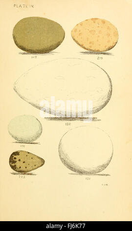 Eine gründliche Erkundung der Eier nordamerikanischer Vögel, die ihre Größe, Farben und die Nistgewohnheiten verschiedener Arten auf dem Kontinent detailliert beschreiben. Stockfoto