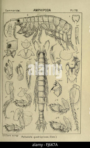 Eine detaillierte Untersuchung der Krebstiere Norwegens mit Schwerpunkt auf in der Region gefundenen Arten mit einer Abbildung in Platte 178. Stockfoto