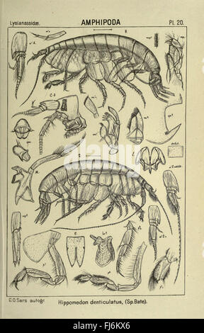 Eine detaillierte Untersuchung und Illustration der in Norwegen gefundenen Krebstiere mit Schwerpunkt auf Meeres- und Süßwassersorten. Stockfoto