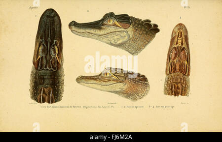 ErpC3A9tologie gC3A9nC3A9rale, Ou, Histoire Naturelle complC3A8te des Reptilien Stockfoto