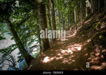 Parh im alten Wald wandern. Stockfoto