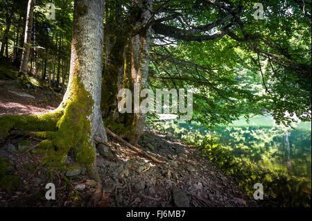 Alte Bäume am Ufer des Sees. Unberührte Wälder, der Berge von Montenegro Stockfoto