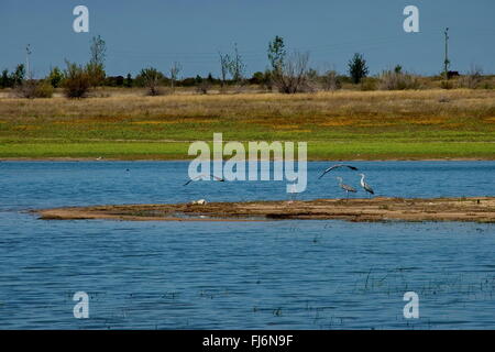 Rabisha See und Gruppe Reiher Vogel entspannen im Wasser s Peninsula, zwei Fliegen in Richtung Ufer, Bulgarien. Stockfoto