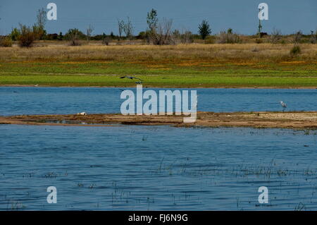 Rabisha See und Gruppe Reiher Vogel entspannen Sie sich im Wasser s Halbinsel und zwei Fliegen in Richtung Ufer, Bulgarien. Stockfoto