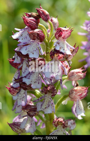 Lady Orchid (orchis purpurea) im Hartslock Nature Reserve in Oxfordshire, England, Großbritannien Stockfoto