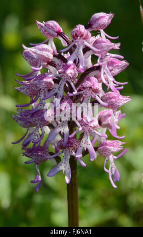 Hybride Dame (Orchis purpurea) und Monkey (orchis simia) Orchidee im Hartslock Nature Reserve in Oxfordshire, England, Vereinigtes Königreich Stockfoto