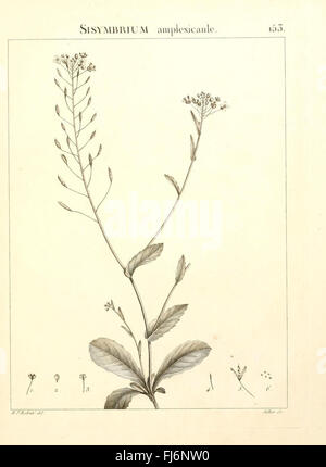 Flora Atlantica - Ein botanisches Werk, das die Pflanzen des Atlantiks detailliert beschreibt und sich insbesondere auf Tunesien und Algerien und die einzigartige Flora dieser Gebiete konzentriert. Stockfoto