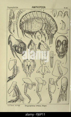 Eine detaillierte Untersuchung norwegischer Krebstiere mit Schwerpunkt auf der Identifizierung von Arten, ökologischen Rollen und natürlichen Lebensräumen in norwegischen Gewässern. Stockfoto