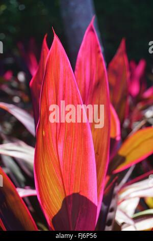Tropische Zierpflanze cordyline Purple Prince, cordyline fruticosa mit