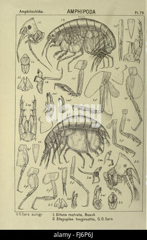 Eine illustrierte Studie über in Norwegen gefundene Krebstiere mit Schwerpunkt auf ihrer Klassifizierung und ökologischen Bedeutung Stockfoto