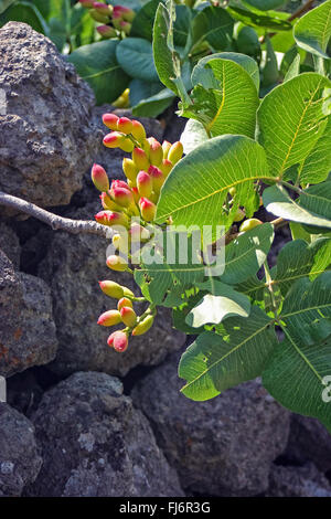 Italien-Sizilien (Catania) Bronte-Pistazien Stockfoto