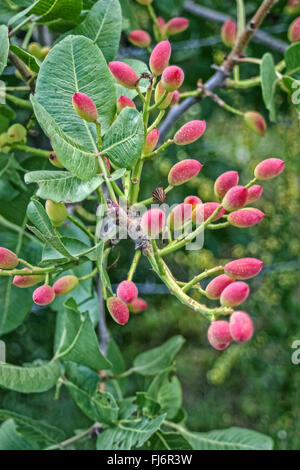 Italien-Sizilien (Catania) Bronte-Pistazien Stockfoto