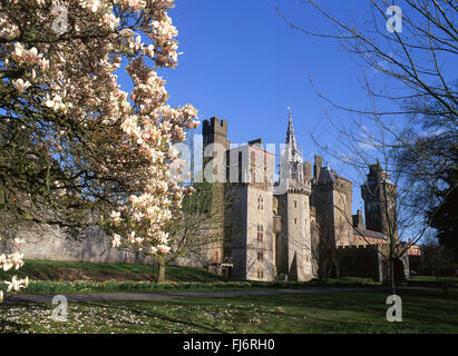 Cardiff Castle im Frühjahr von Bute Park mit Magnolienbaum im Vordergrund Cardiff South Wales UK Stockfoto