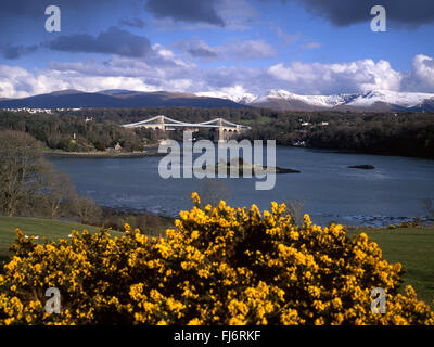 Thomas Telfords Menai Hängebrücke über die Menaistraße im Frühjahr mit gelben Ginster im Vordergrund und Schnee auf Snowdonia Stockfoto