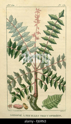 Ein botanisches Werk *Flore médicale des Antilles*, in dem Heilpflanzen beschrieben werden, die in Westindien häufig verwendet werden. Diese Referenz, die in der Peter H. Raven Library des Missouri Botanical Garden untergebracht ist, erforscht die Flora der Karibik mit einem Fokus auf ihre medizinischen Anwendungen. Stockfoto
