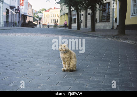 Einsame rot Tabby Katze auf die alte leere Straße. Foto ist auf 35 mm Film-Kamera ist daher ein Korn Stockfoto