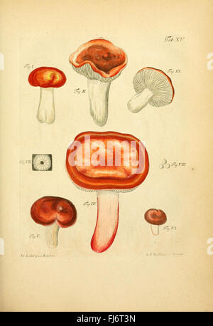 Fungorum Qui in Bayern et Palatinatu circa Ratisbonam Nascuntur Faltumschlag, Nativis Coloribus Expressae Stockfoto