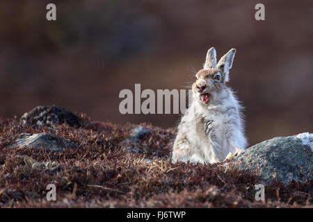 Schneehase (Lepus Timidus), Findhorn-Tal, Cairngorms.  Umstellung von Winter auf Sommermantel nach der Schneeschmelze im April. Stockfoto