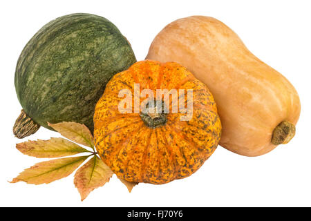 Squash Kürbis gelb Orange grün Stockfoto