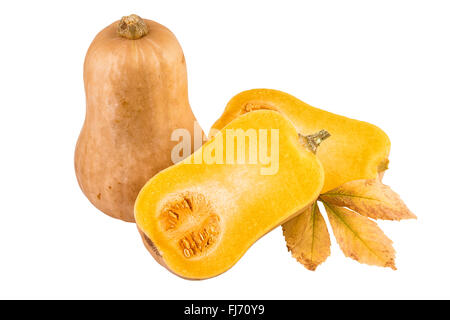 Butternut Kürbis isoliert Stockfoto