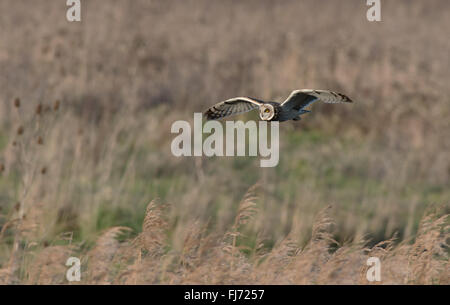 Short-eared Eule Asio Flammeus Jagd. Winter. UK Stockfoto