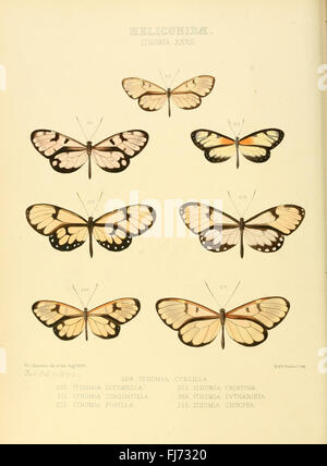 Abbildungen der neuen Arten von exotischen Schmetterlingen (Heliconidae - Ithomia XXXII) Stockfoto