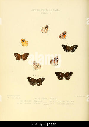 Eine Sammlung von Illustrationen, die neue Arten exotischer Schmetterlinge zeigen, mit Schwerpunkt auf Nymphalidae und Eresia, aus den Bibliotheken der Smithsonian Institution. Stockfoto