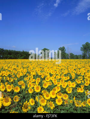 Feld von Sonnenblumen, Alpes-Maritimes, Provence-Alpes-Côte d ' Azur, Frankreich Stockfoto