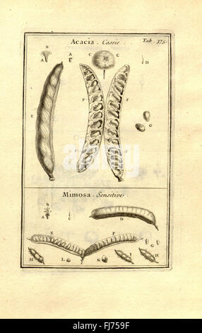 Josephi Pitton Tournefort... Institutiones Rei herbariC3A6 (Tab. 375) Stockfoto