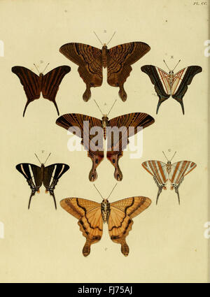 Anhang zum Werk über fremde Schmetterlinge (de uitlandsche kapellen) mit Illustrationen exotischer Schmetterlinge aus Suriname, untergebracht in den Bibliotheken der Smithsonian Institution Stockfoto