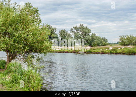 Rinder weiden auf einer Wiese in den Fens am Fluss Great Ouse, bekannt als Fenland, in der Nähe von Ely, Cambridgeshire, England Stockfoto