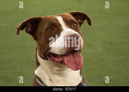 Braun und weiß Mischling Hund wartet auf einen Befehl Stockfoto