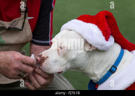 Weiße Pit Bull lernen Tricks mit Essen Stockfoto