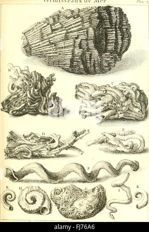 L ' histoire Naturelle C3A9claircie Dans Deux de ses Parteien Principales, la Lithologie et la Conchyliologie - nicht l'une Traite des Pierres et l ' autre des Coquillages - Ouvrage Dans Lequel auf Trouvé Une Stockfoto